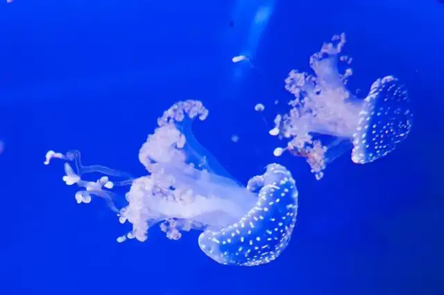 Czy meduzy w Bałtyku są groźne? Jak uniknąć niebezpieczeństwa?