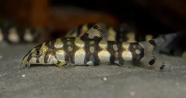 Rybki które jedzą ślimaki – skuteczne sposoby na ich eliminację w akwarium