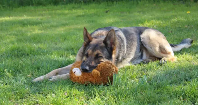 Owczarek niemiecki jak wychowywać: klucz do szczęśliwego psa