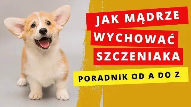 Jak wychować szczeniaka? Poradnik krok po kroku i kluczowe komendy