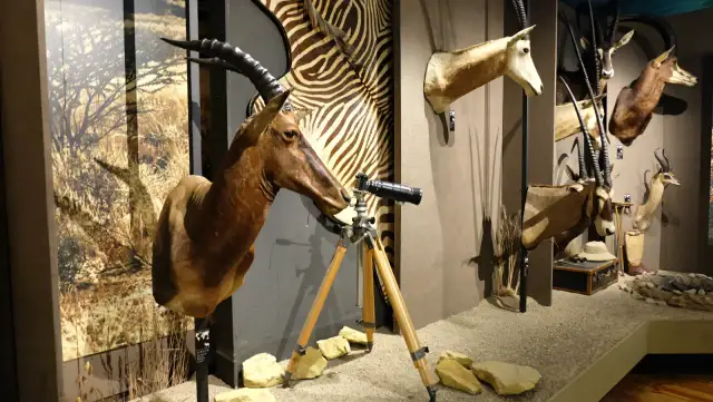 Muzeum łowiectwa i jeździectwa Warszawa - odkryj fascynujące eksponaty