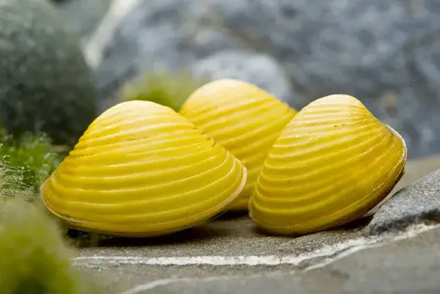 Gatunek słodkowodnego małża, który wyginął w Polsce – perłoródka rzeczna