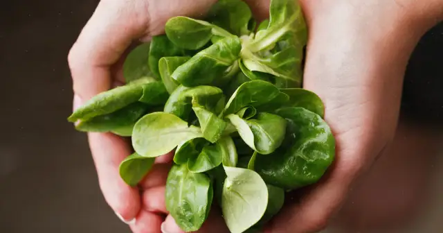 Roszponka - właściwości - Dlaczego to coś więcej niż dekoracja?