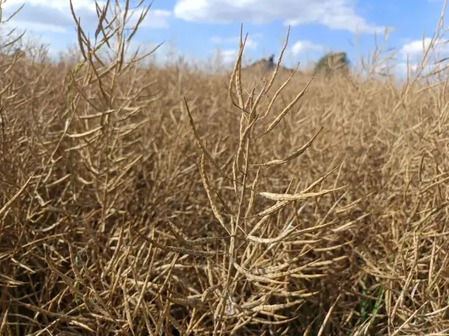 Jaki nawóz pod rzepak przed siewem, aby uniknąć problemów z plonami?