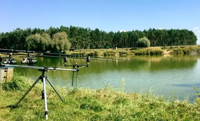 Łowisko Dąbrowa: Opinie, Ceny, Ryby i Regulamin - Kompletny Przewodnik