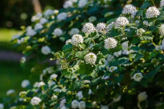 Jak przycinać pęcherznicę? Poradnik dla obfitego kwitnienia!