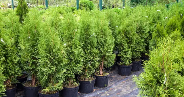 Tuje a kleszcze: Prawda o Twoim ogrodzie i jak się chronić