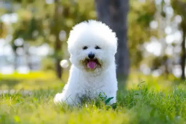 Bichon frise włosy czy sierść - poznaj różnice i ich znaczenie dla alergików