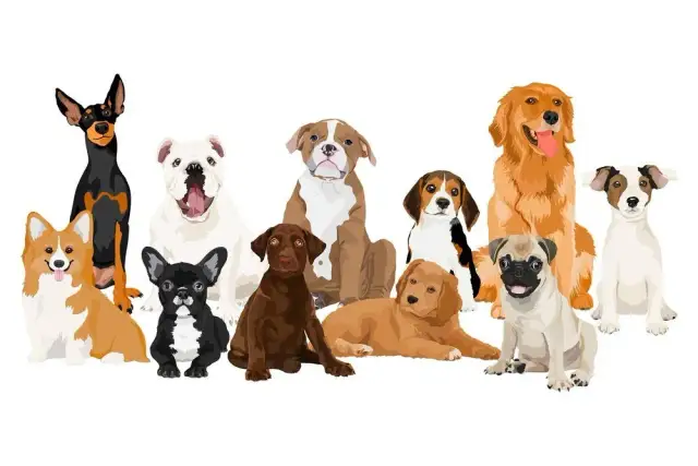 Jaki pies dla mnie? Wybierz idealnego pupila na lata!