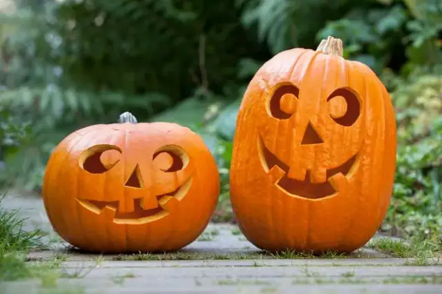 Sezon na dynie do kiedy trwa? Sprawdź, by nie przegapić!