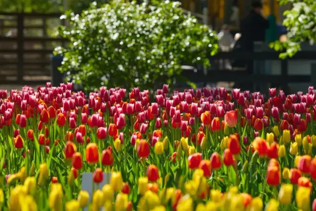 Kiedy sadzić tulipany? Najlepszy termin i porady dla ogrodników