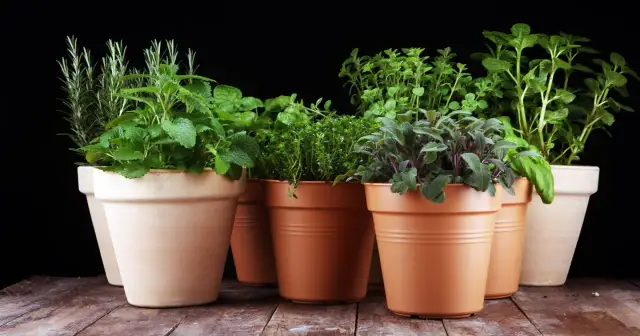 Zioła na energię w glinianych doniczkach: rozmaryn, melisa, tymianek, szałwia i mięta. Naturalny zastrzyk witalności.