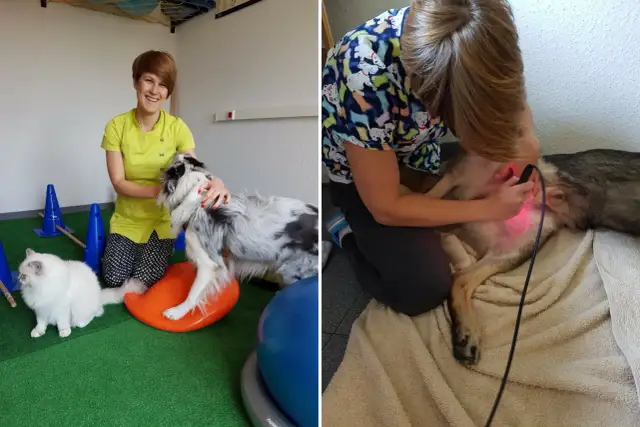 Ile zarabia fizjoterapeuta zwierząt? Zaskakujące fakty o wynagrodzeniu