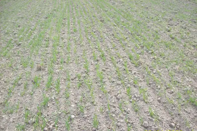 Kiedy siać nawozy pod zboża ozime, aby uniknąć niskich plonów