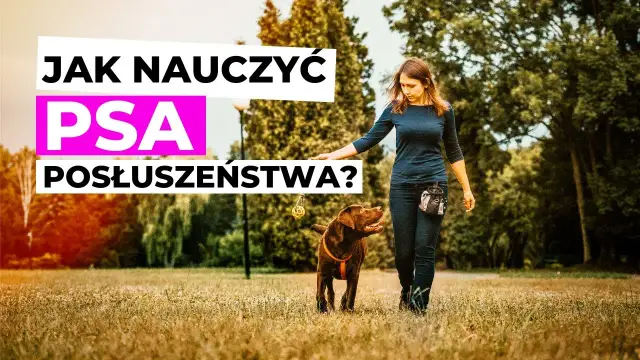 Tresura psa: Jak nauczyć posłuszeństwa? Odkryj sekrety!