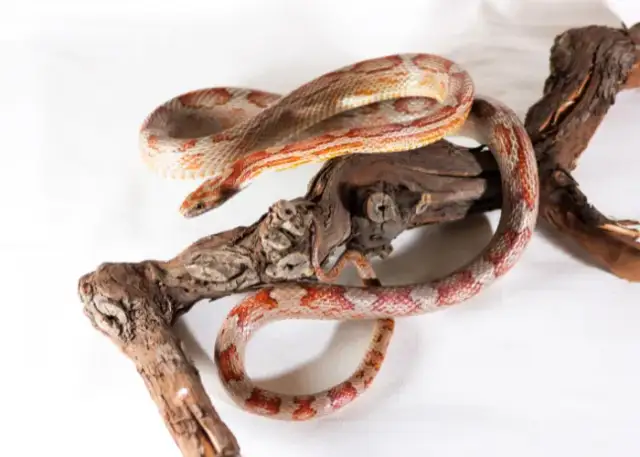 Ile kosztuje wąż zbożowy? Poznaj ceny i ukryte wydatki na jego utrzymanie