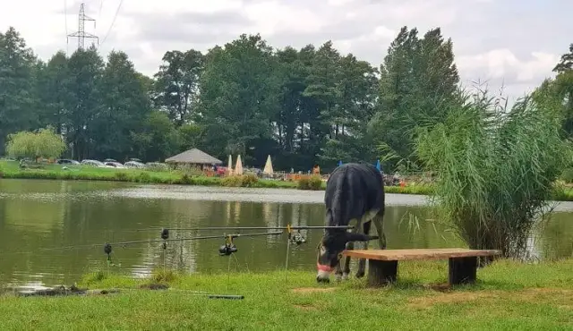 Wędkowanie bez karty na Śląsku? Odkryj TOP łowiska komercyjne!