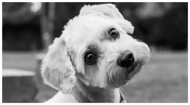 Czy uśpienie psa to grzech? Etyka i moralność w trudnych decyzjach