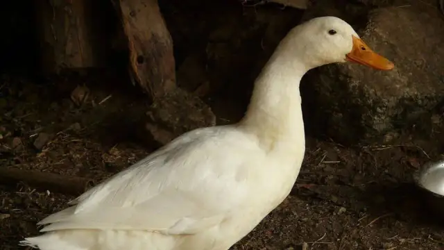 Ile krwi ma przeciętna kaczka domowa: fakty, dane i różnice między rasami