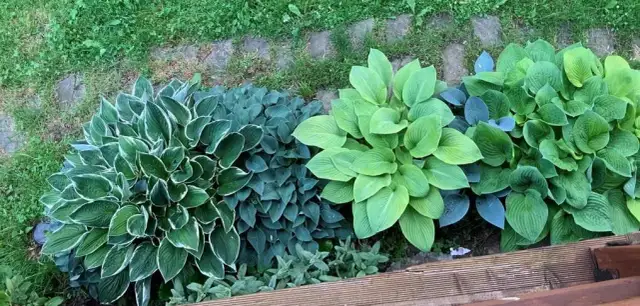 Nawóz do głogu: kiedy i jak nawozić dla obfitych plonów?