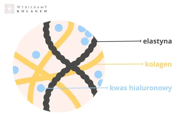Schemat przedstawia włókna elastyny, kolagenu i kwasu hialuronowego. Elastyna nadaje skórze sprężystość.
