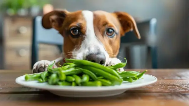 Czy pies może jeść fasolę jaś? Dowiedz się, jak ją przygotować bezpiecznie