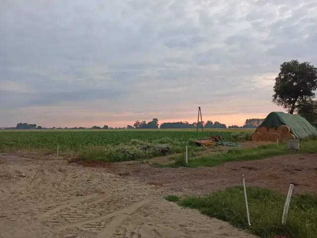 Zachód słońca nad polem kukurydzy. Rolnik myśli o przyszłości i wieku emerytalnym rolników, patrząc na swoje plony.
