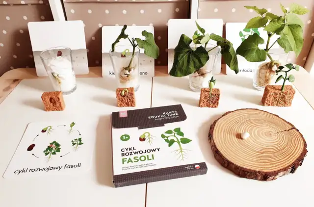 Eksperyment z fasolą: Jak zrobić i odkryć życie roślin krok po kroku