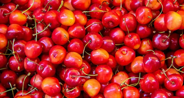 Mnóstwo soczystych, czerwonych czereśni. Zastanawiasz się, czy pies może jeść czereśnie? Lepiej nie ryzykować, bo pestki są toksyczne.