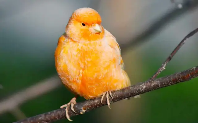 Kanarek czerwony: Jak bezpiecznie wybarwić pióra? Poradnik