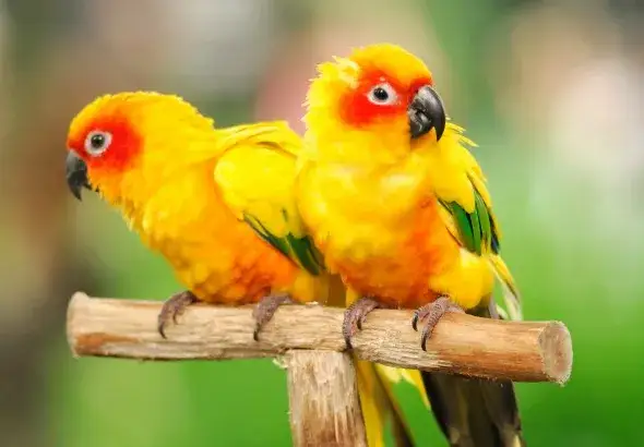 Kanarek czy papuga? Który ptak pasuje do Ciebie? Porównanie