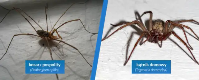 Jak pozbyć się pająków z tarasu? Skuteczne i bezpieczne metody!