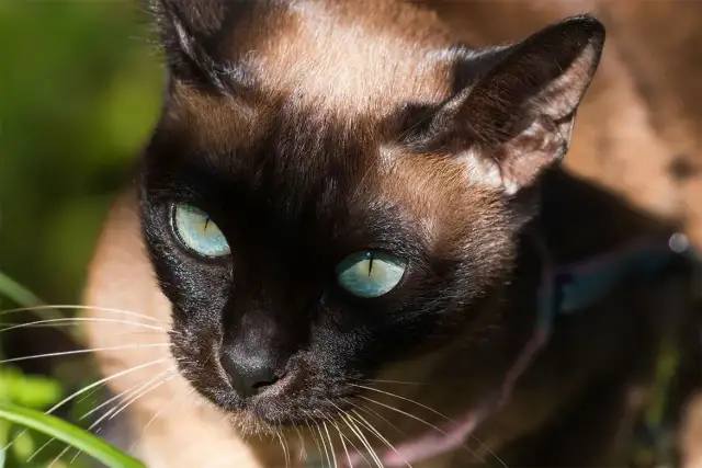 Kot tonkijski czekoladowy - unikalne cechy i pielęgnacja tej rasy