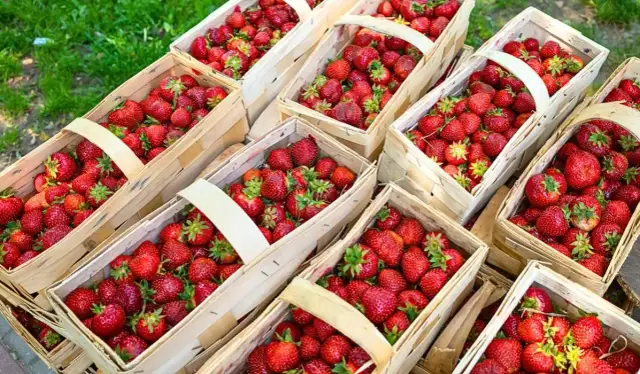 Kiedy zaczyna się sezon na truskawki w Polsce? Sprawdź, by nie przegapić!