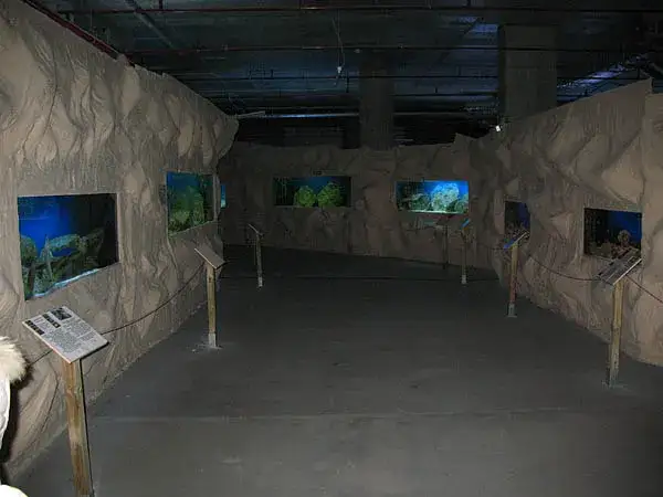 Oceanarium Warszawa - Gdzie zobaczyć morskie atrakcje i wystawy?