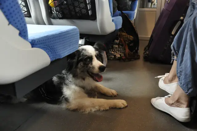 Czy pies może jechać pociągiem? Zasady i koszty podróży z pupilem