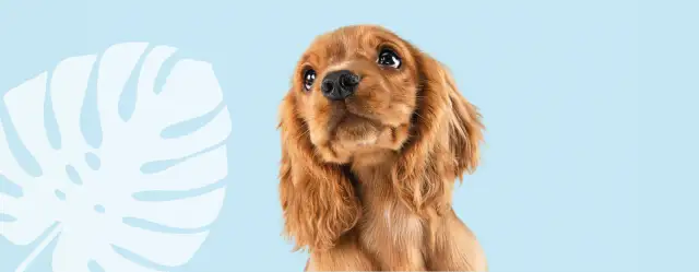 Jak często odrobaczać szczeniaka, by uniknąć groźnych pasożytów?