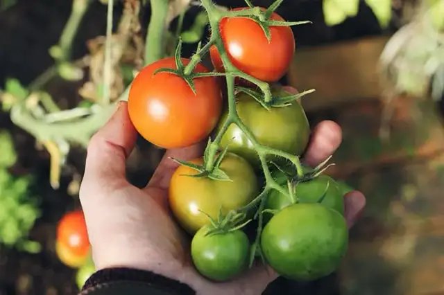 Cuándo plantar tomates en Madrid para evitar heladas y asegurar éxito