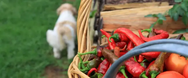 Czy pies może jeść surową paprykę? Fakty i zagrożenia