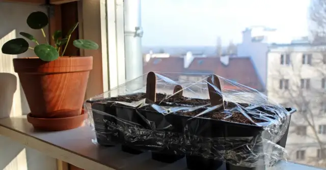 Sadzenie pomidorów z nasion kiedy - uniknij błędów i zyskaj plony