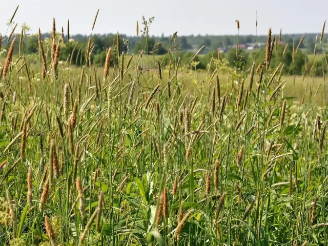 Skuteczne leki na alergię na trawy: co wybrać, aby ulżyć objawom