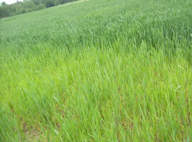 Jaki nawóz pod zboża ozime jesienią, aby uniknąć słabszych plonów?