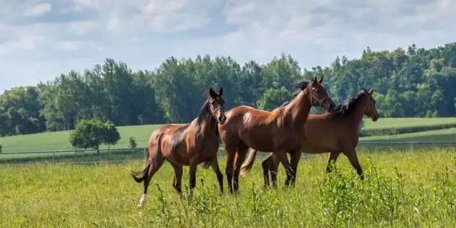 Stadnina koni Gniezno – najlepsze stajnie i usługi jeździeckie w regionie