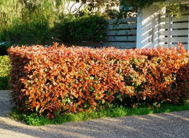 Jak sadzić głogownik Red Robin, aby uniknąć najczęstszych błędów