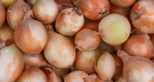 Czy pies może jeść cebulę? Poznaj niebezpieczeństwa dla zdrowia psa