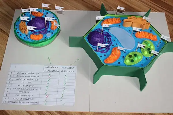 Jak wykonać model komórki roślinnej – proste kroki i materiały