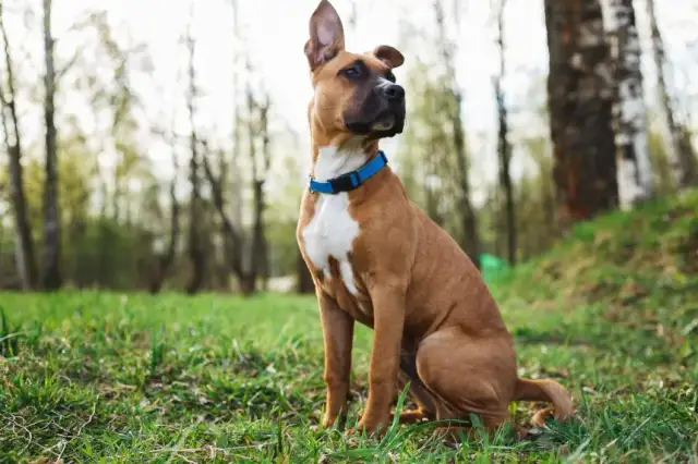 Obroża na kleszcze dla szczeniaka od kiedy? Bezpieczne stosowanie i porady