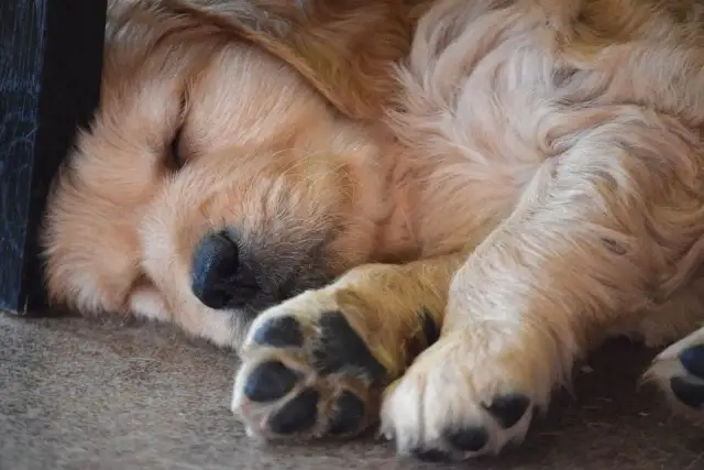 Słodki, 8-tygodniowy szczeniak golden retrievera śpi zwinięty w kłębek. W tym wieku szczenięta potrzebują dużo snu, aby prawidłowo się rozwijać.