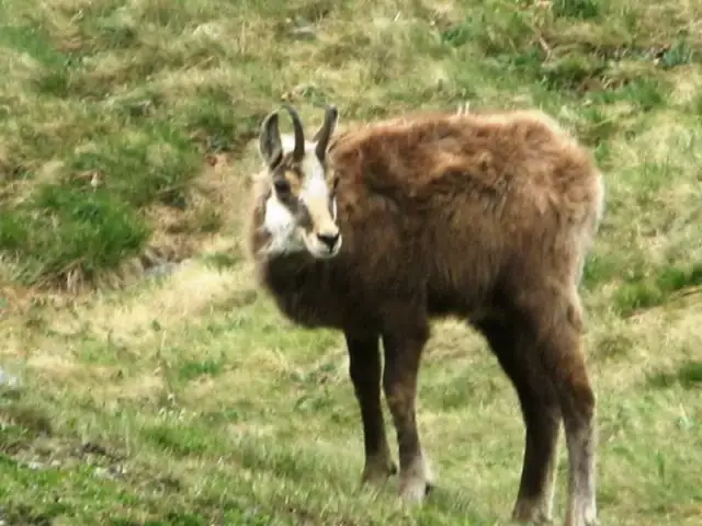 Kozica tatrzańska – fascynujący symbol Tatrzańskiego Parku Narodowego