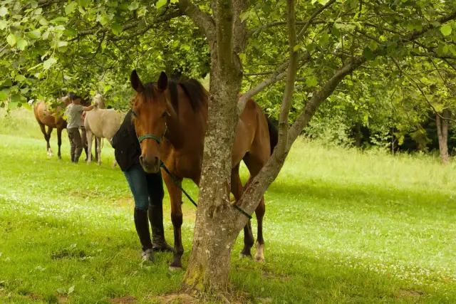Stadnina Trohaniec - wyjątkowe jazdy konne i obozy w Bieszczadach